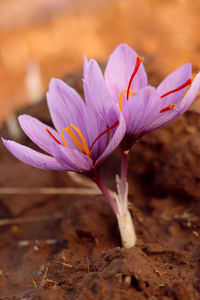 Close-up of purple crocus flower on field