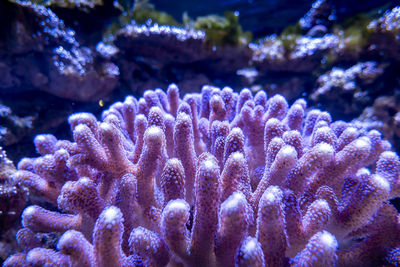 Coral with intricate structures in aquarium. from compact colonies of identical individual polyps.