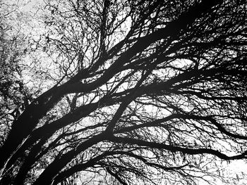 Low angle view of bare trees