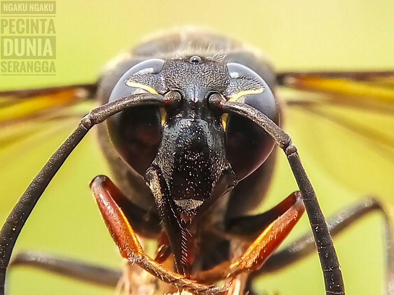 CLOSE-UP OF CATERPILLAR