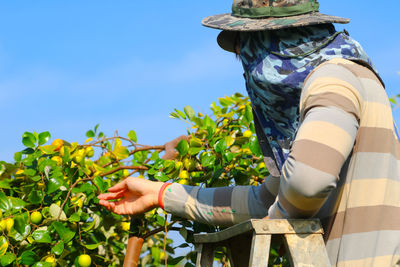 Person harvesting fruits