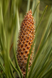 Close-up of plant growing on field