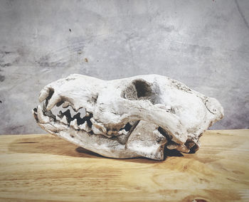 Close-up of animal skull