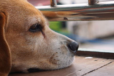 Close-up of dog looking away