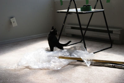 Cat relaxing on floor at home