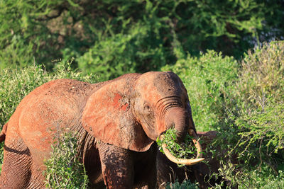 View of elephant on elefanten 