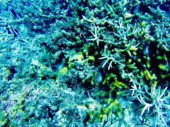 Full frame shot of coral in sea