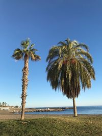 Palm trees on beach against clear sky