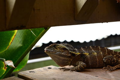 Close-up of lizard on wood
