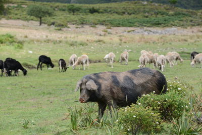 Sheep grazing in a field