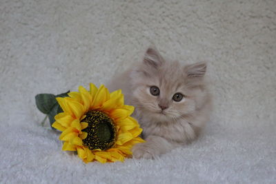 Close-up portrait of cat on yellow flower