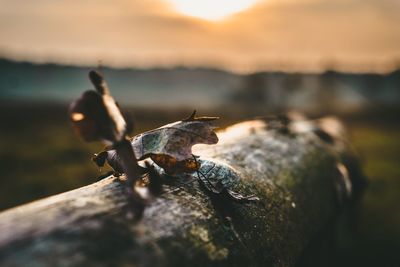 Close-up of lizard against sky