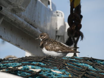 Low angle view of seagull perching on wood