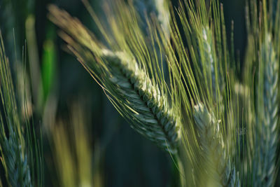 Close-up of wheat growing on field