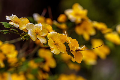 Close-up of yellow flower