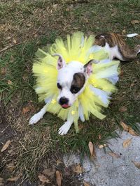 High angle portrait of dog on grass