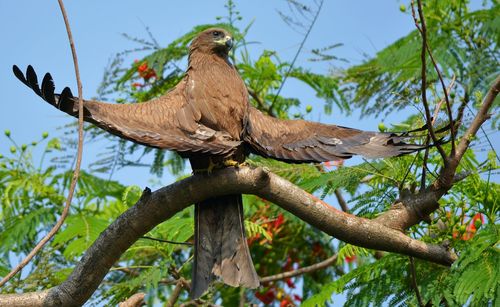 Low angle view of bird perching on tree trunk