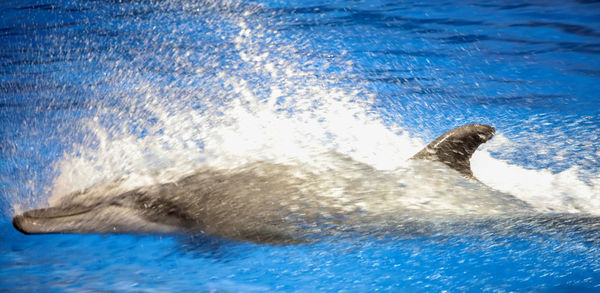 View of turtle in swimming pool