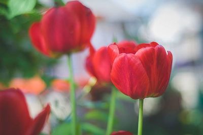 Close-up of red tulips