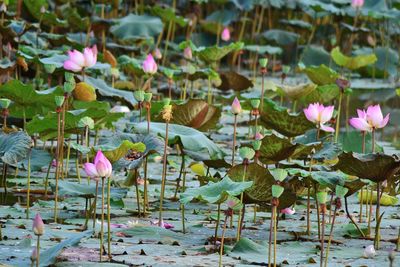 Close-up of pink water lily in lake