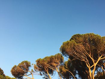 Low angle view of trees against clear blue sky