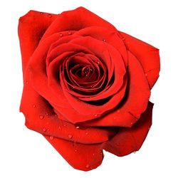 Close-up of red rose against white background