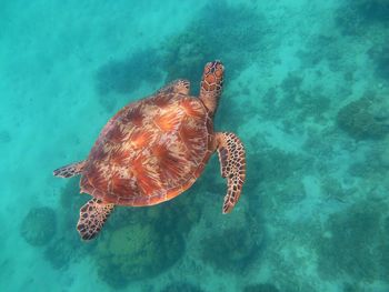 Turtle swimming in sea