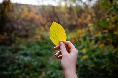 Midsection of person holding autumn leaves