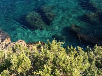 High angle view of plants by sea