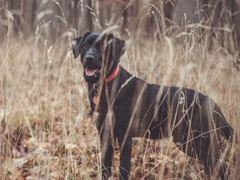 Side view of dog looking away on field