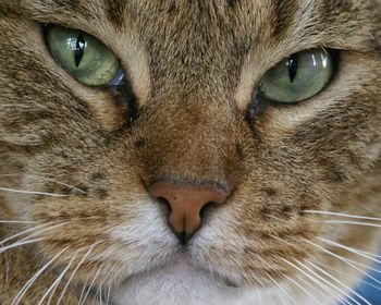 Close-up portrait of cat