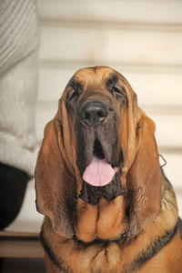 Close-up portrait of a dog