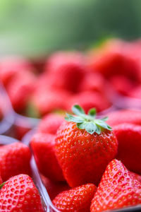 Close-up of strawberries