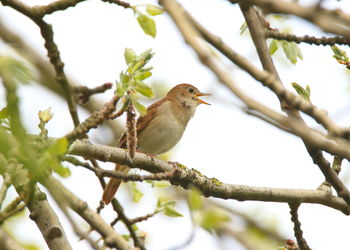 Bird perching on a tree