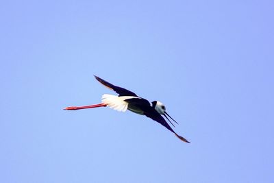 Low angle view of a bird flying