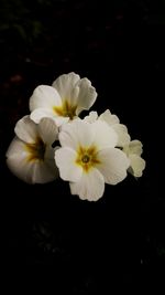 Close-up of white flower over black background