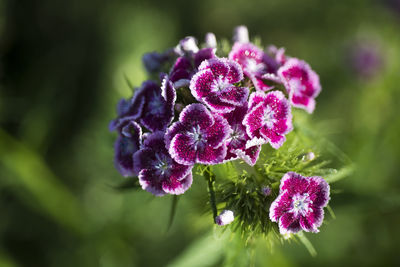 Close-up of pink flowering plant