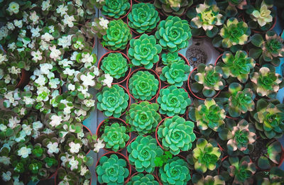 High angle view of succulent plant