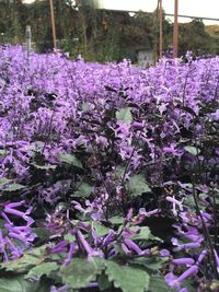 Close-up of purple flowering plants