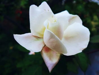 Close-up of white rose blooming outdoors