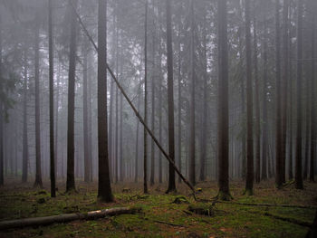 Pine trees in forest