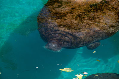 Fish swimming in sea