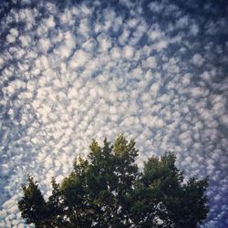 Low angle view of trees against cloudy sky