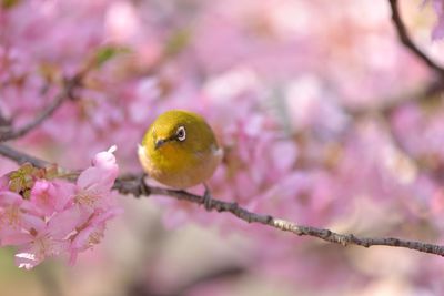Japanese white-eye amongst cherry blossom 