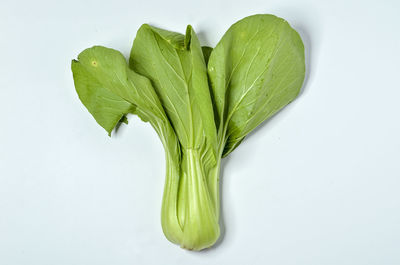 High angle view of green leaf against white background