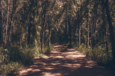 Trees in forest