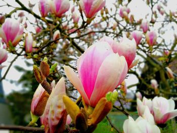 Close-up of pink flowers blooming on tree