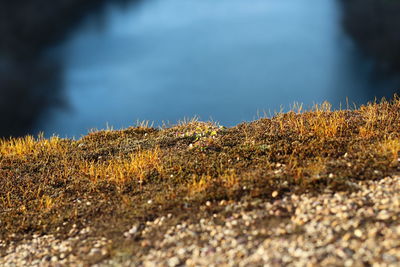 Close-up of plants on land against sea
