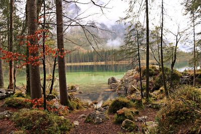 Scenic view of lake in forest