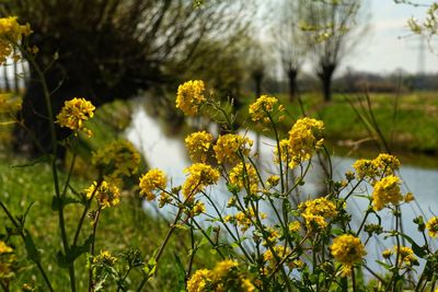 Close-up of yellow flowering plants on field